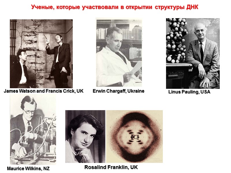 James Watson and Francis Crick, UK Erwin Chargaff, Ukraine Linus Pauling, USA Maurice Wilkins,
